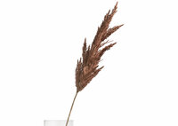 47639,bru,coco,maison,pampas,grass,spray