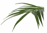 kentia-kunstboom-palmboom-plant-47636-groen-decozit-coco-maison