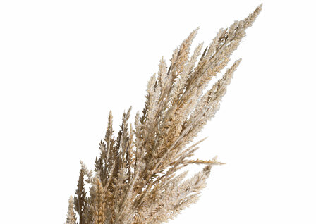 decozit,kunstbloemen,pampas,grass,47639,cre,coco,maison