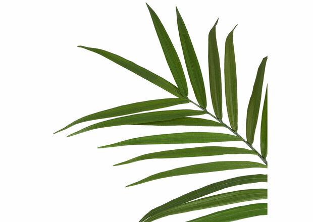 palmboom,kunstboom,kunstplant,kentia,palm,47681,grn,decozit