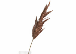 Pampas grass bruin