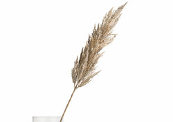 Pampas grass crème