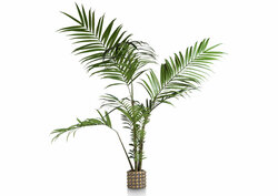 Kentia palm plant 180 cm