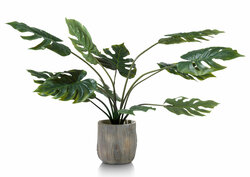 Monstera plant 