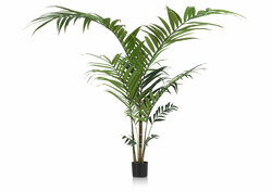 Kentia palm plant 210 cm